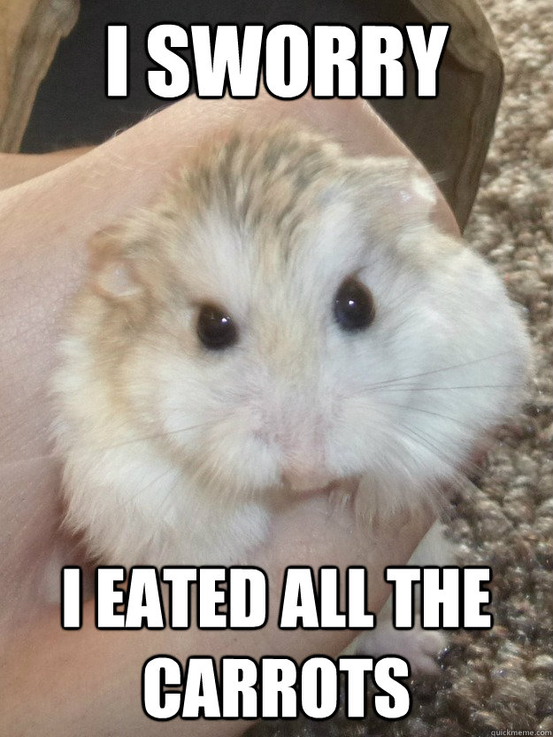 I sworry I eated all the carrots  - I sworry I eated all the carrots   Sad Hamster