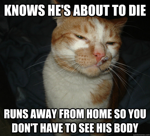 knows he's about to die runs away from home so you don't have to see his body  Cool Cat Craig