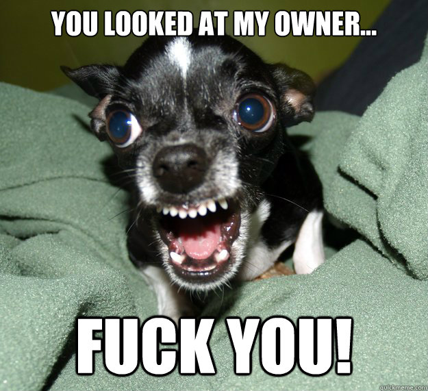 You looked at my owner... Fuck you!  Chihuahua Logic