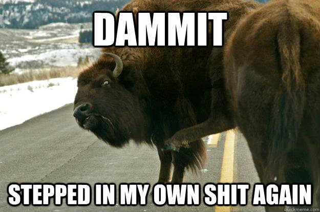 Dammit Stepped in my own shit again  Bumbling Buffalo