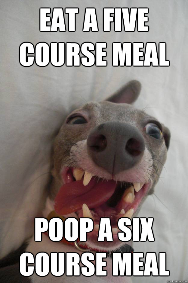 Eat a five course meal poop a six course meal - Eat a five course meal poop a six course meal  Digestive Track Dog