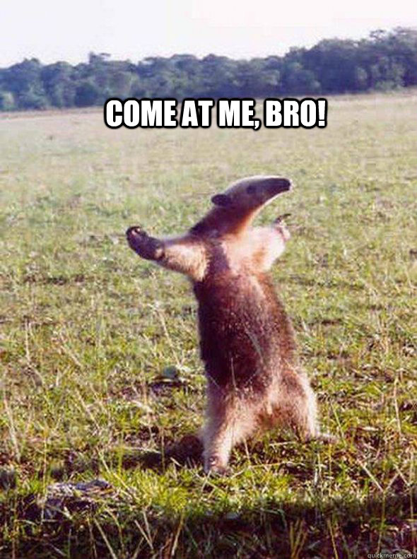 Come at me, bro!  come at me anteater