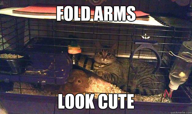 fold arms look cute - fold arms look cute  Suspicious Cat