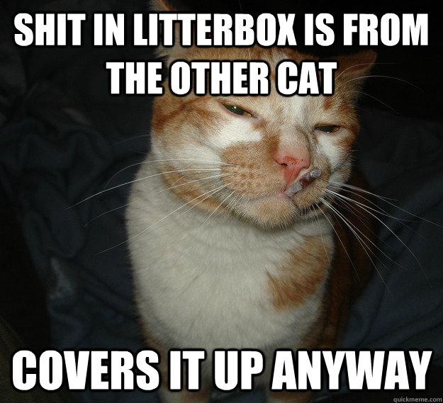 shit in litterbox is from the other cat covers it up anyway - shit in litterbox is from the other cat covers it up anyway  Cool Cat Craig