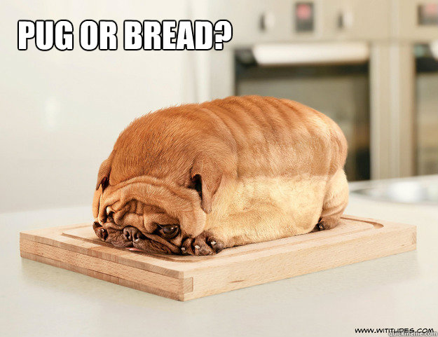 pug or bread? - pug or bread?  pugorbread