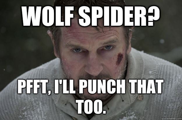 Wolf spider?  Pfft, I'll punch that too.  Liam Neeson Wolf Puncher