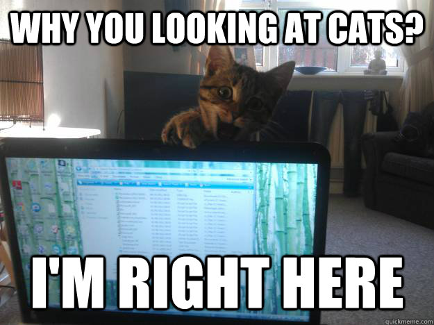 Why you looking at cats? i'm right here  