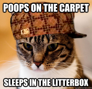 Poops on the carpet Sleeps in the litterbox  Scumbag Cat