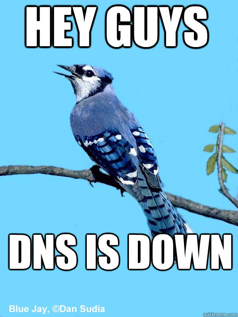 hey guys dns is down  Blue Team Bird