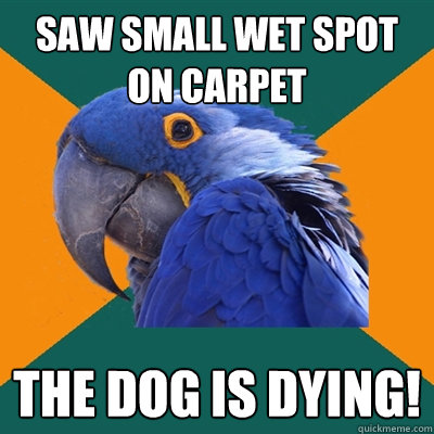 saw small wet spot on carpet The dog is dying!  Paranoid Parrot