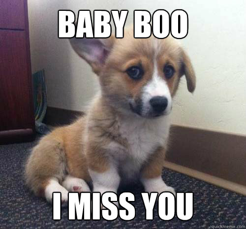 Baby Boo i miss you - Baby Boo i miss you  Miss You Corgi