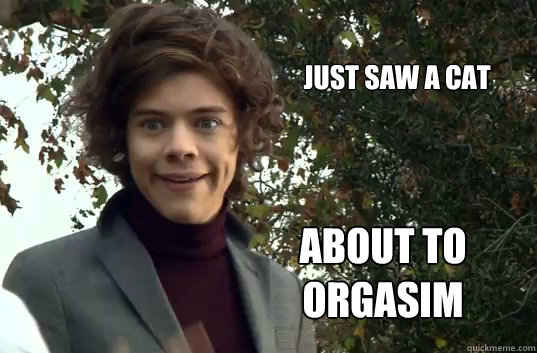 just saw a cat about to orgasim - just saw a cat about to orgasim  harry styles bewbs