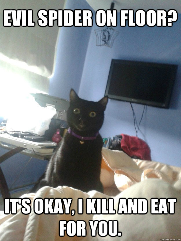 Evil Spider on floor? It's okay, I kill and eat for you.  overly attached cat