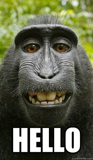  Hello -  Hello  Mindful Macaque