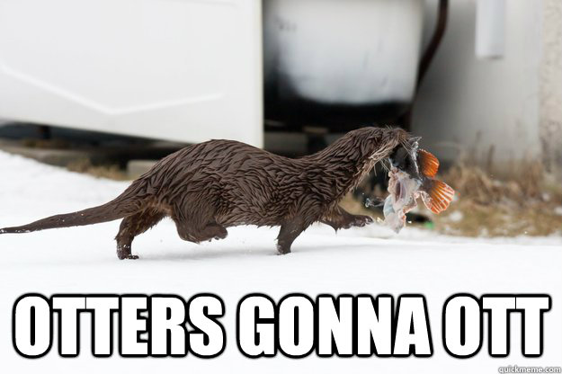  Otters gonna ott  Otters Gonna Ott