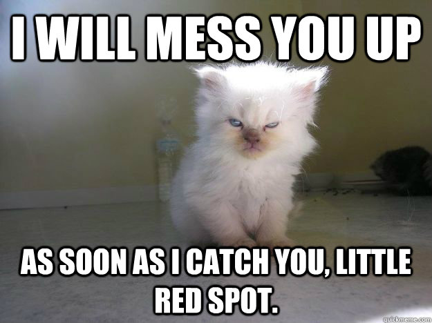 I will mess you up as soon as I catch you, little red spot.  Evil Kitty