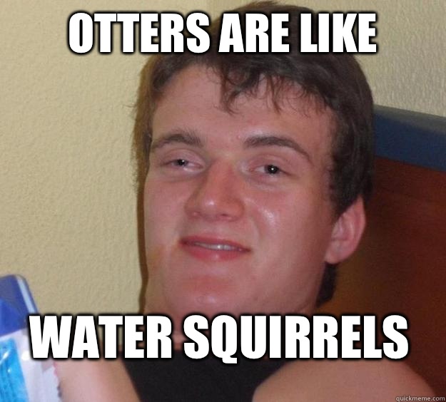 Otters are like water squirrels  10 Guy
