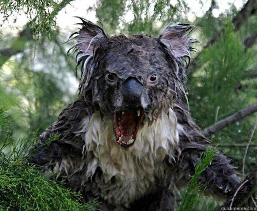    evil koala
