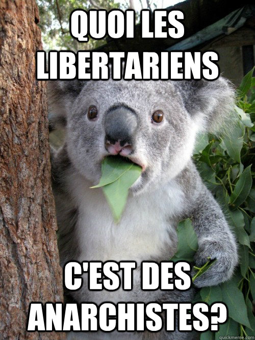 Quoi les libertariens c'est des anarchistes?  Surprised Koala