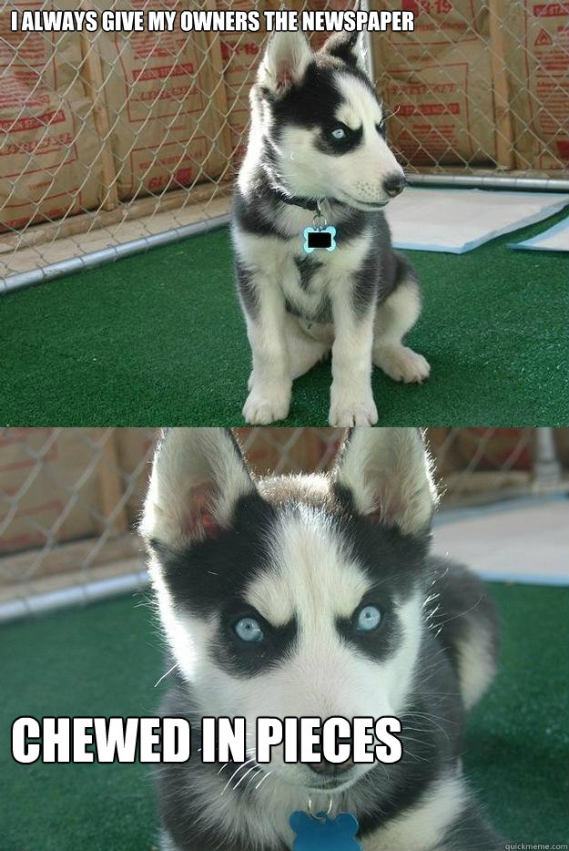 I always give my owners the newspaper chewed in pieces  Insanity puppy