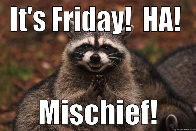 IT'S FRIDAY!  HA!  MISCHIEF! Evil Plotting Raccoon