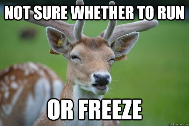 Not Sure whether to run Or freeze - Not Sure whether to run Or freeze  Deer Fry