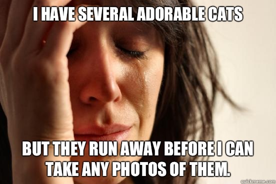 I have several adorable cats  But they run away before I can take any photos of them.   First World Problems