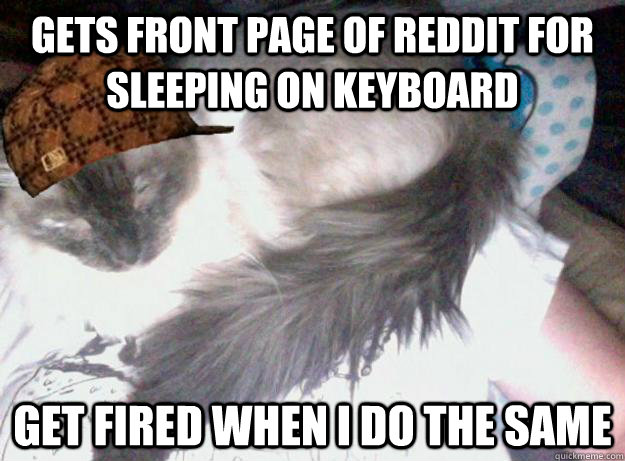 Gets front page of reddit for sleeping on keyboard  Get fired when i do the same  - Gets front page of reddit for sleeping on keyboard  Get fired when i do the same   Scumbag Kitty