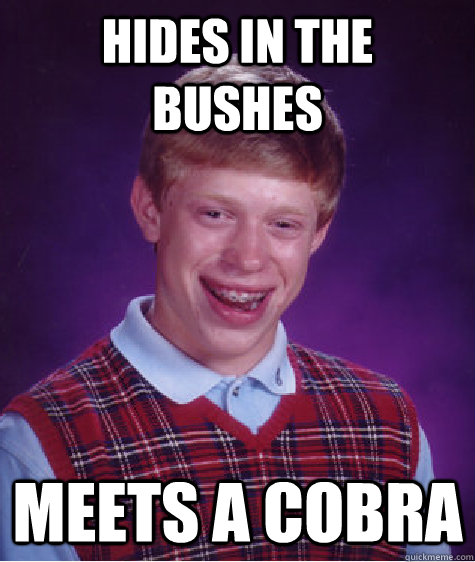 Hides in the bushes meets a cobra  Bad Luck Brian
