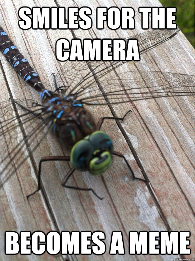Smiles for the camera becomes a meme  Happy Dragonfly