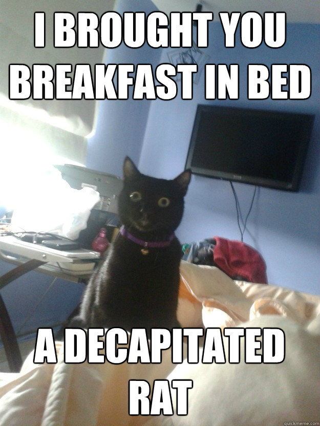 I brought you breakfast in bed A decapitated rat  overly attached cat