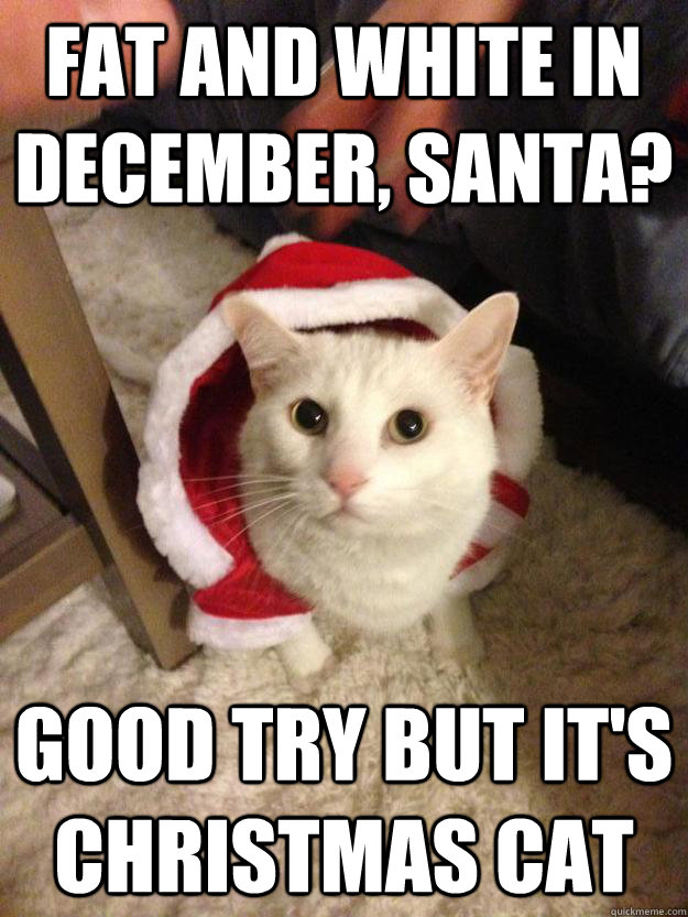 Fat and white in december, Santa? good try but it's christmas cat  