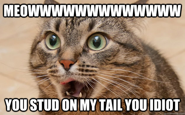 meowwwwwwwwwwwww you stud on my tail you idiot  - meowwwwwwwwwwwww you stud on my tail you idiot   Misc