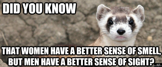Did you know that women have a better sense of smell, but men have a better sense of sight? - Did you know that women have a better sense of smell, but men have a better sense of sight?  Fun-Fact-Ferret