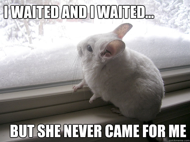 I waited and I waited... But she never came for me - I waited and I waited... But she never came for me  lonely chinchilla