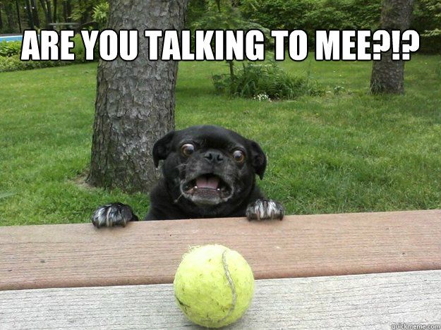 ARE YOU TALKING TO MEE?!?  - ARE YOU TALKING TO MEE?!?   Berks Dog