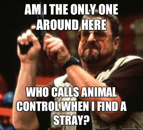 Am i the only one around here who calls animal control when I find a stray?  Am I The Only One Around Here