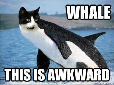 whale This is AWKWARD  whale this is awkward