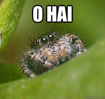 o hai  Misunderstood Spider