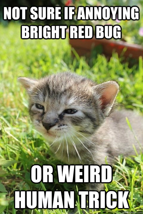 NOT SURE IF annoying bright red bug or weird human trick - NOT SURE IF annoying bright red bug or weird human trick  Suspicious Kitty Kimba
