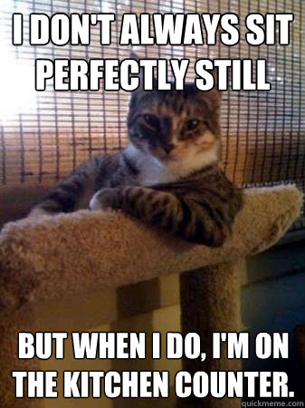 I don't always sit perfectly still but when I do, I'm on the kitchen counter.  The Most Interesting Cat in the World