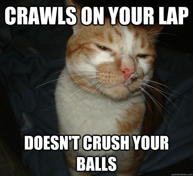 Crawls on your lap doesn't crush your balls - Crawls on your lap doesn't crush your balls  Cool Cat Craig