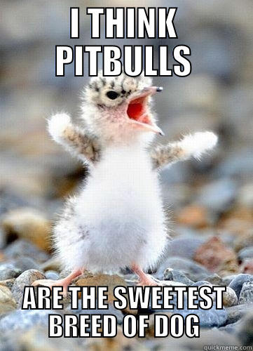 I THINK PITBULLS ARE THE SWEETEST BREED OF DOG Misc