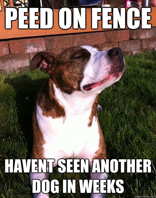 Peed on fence Havent seen another dog in weeks  