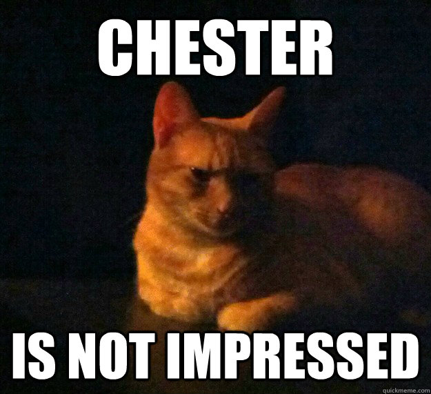 chester is not impressed  