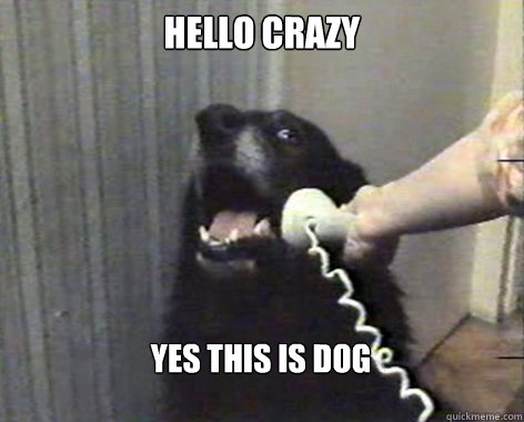 hello crazy yes this is dog - hello crazy yes this is dog  yes this is dog