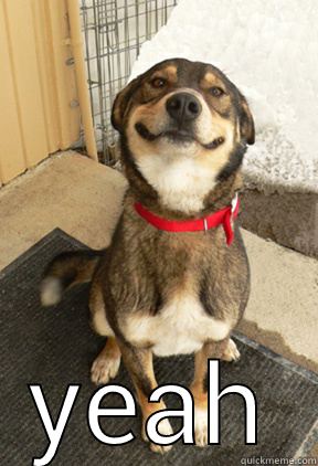  YEAH Good Dog Greg