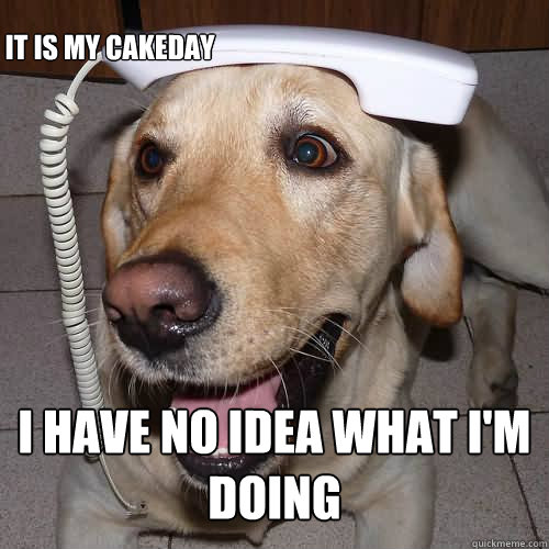 I have no idea what I'm doing
 It is my cakeday - I have no idea what I'm doing
 It is my cakeday  I have no idea dog