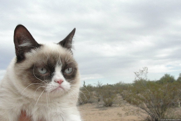 jadi ganteng itu menyanangkan tapi susah dijalenin  Grump Cat