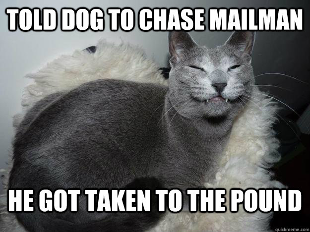 Told dog to chase mailman he got taken to the pound - Told dog to chase mailman he got taken to the pound  Happy Cat